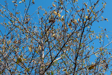 muros con ramas de árbol con cielo azul