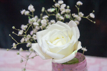 rosa