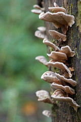 A tree trunk with shelf fungi close-up