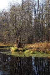 Shore of a small forest pond in autumn