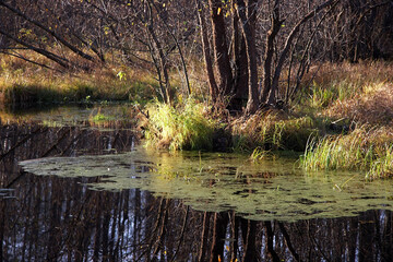 Trees reflections in a small forest pond