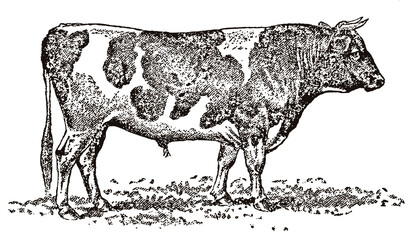 Holstein Friesian bull in side view standing on meadow, after antique illustration from 19th century