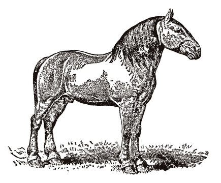 Percheron draft horse in side view standing on a meadow, after an antique illustration from the 19th century