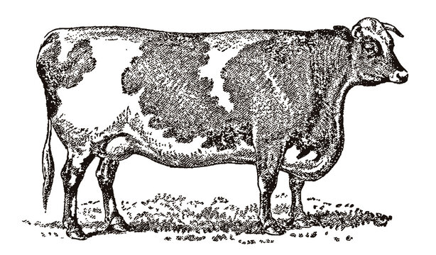 Rectangular shaped shorthorn cow in side view standing on a meadow, after an antique illustration from the 19th century
