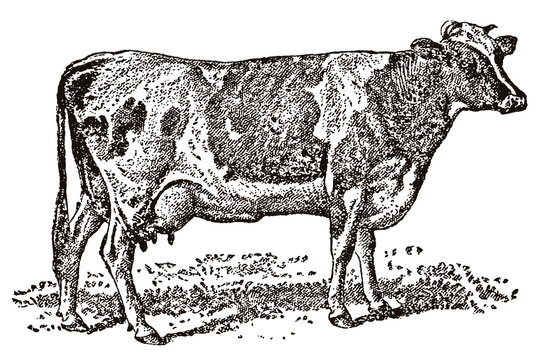 Guernsey cow standing on meadow, after antique illustration from 19th century