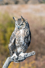 Great Horned Owl Bubo virginiansus 