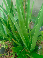 aloe vera plant
