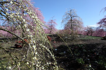 Fototapeta premium 枝垂れ梅の咲く風景