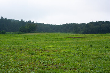 Fototapeta na wymiar 夏の草原の風景