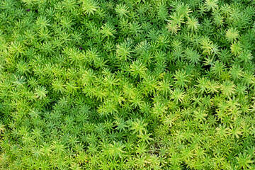 植物の背景素材
