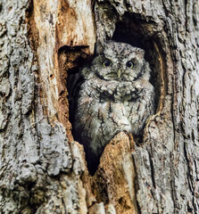 Obraz premium Eastern Screech Owl Sitting in a Tree Hole 
