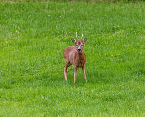 A Roe deer standing in the green field on the island Hitra
