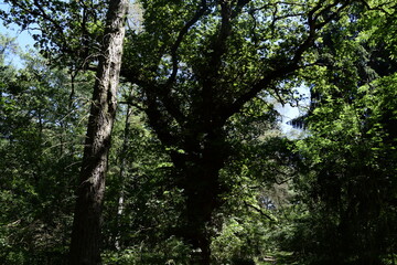 Wald um die Gemeinde Wahn