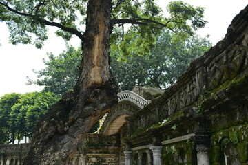 Paco park tree and pathway in Manila, Philippines