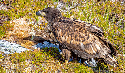 A young White tailed Eagle sitting on the ground