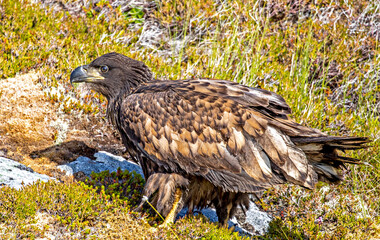A young White tailed Eagle sitting on the ground