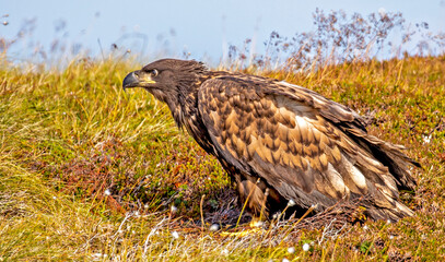 A young White tailed Eagle sitting on the ground