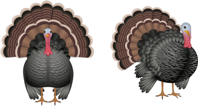 isolated turkey illustration