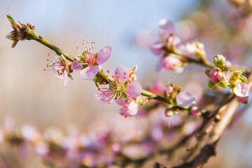 peach blossom with blur background in August
