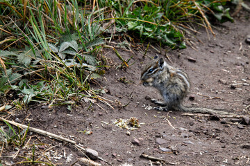 small chipmunk eating on trail