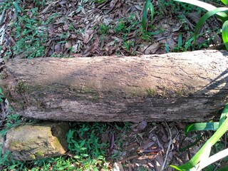 trunk tree on the floor