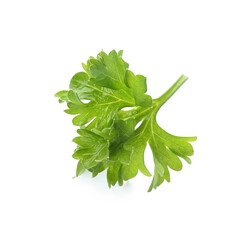 Fresh green curly parsley on white background