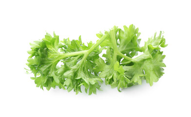 Fresh green curly parsley on white background