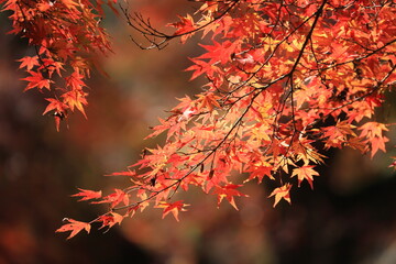 日本の紅葉
