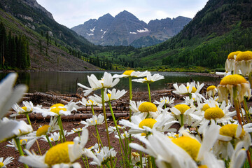 alpine meadow with yellow flowers and a mountain