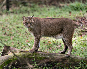 Bobcat Stock Photos.  Close-up standing on a log and looking at you displaying its body, head, eyes, ears, nose, feet with a blur background of foliage in its habitat and environment. Image. Picture.