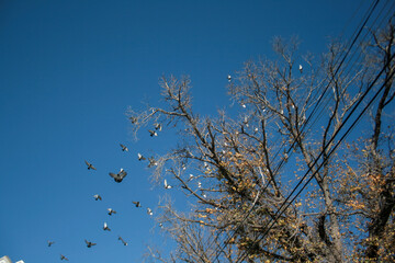 tree birds flying blue sky