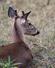 Deer animal stock photo. Deer White-tailed dear head close-up profile view with blur background displaying head, antlers, ears, mouth, brown fur in its habitat and environment. Image. Picture. 