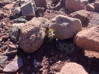 rocks cactus desert sand floor