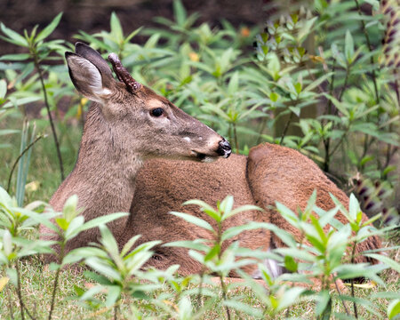 Deer Stock Photos.  Close-up profile view looking to the right, resting displaying  head, antlers, ears, eyes, nose, in its environment and habitat with a foliage background. Image. Picture. Portrait.