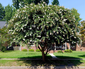 white crepe myrtle in summer