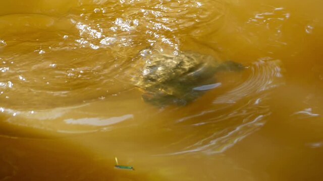 Red-eared slider turtle swimming in the cloudy waters of a Polish lake bumps into a curious fish. Due to their acclimatization abilities, these turtles are perceived as an invasive alien species.