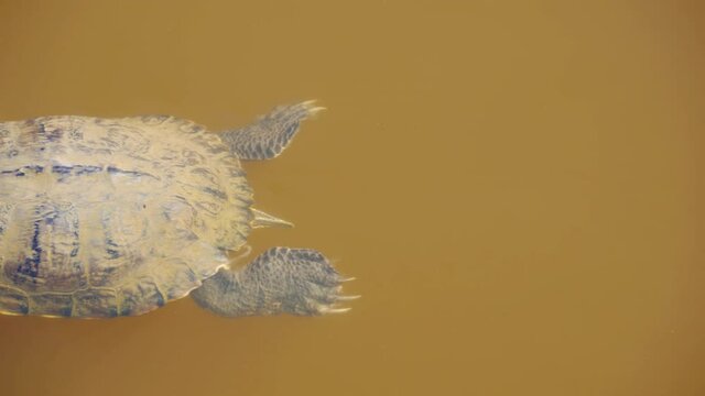 Red-eared slider turtle swimming in the cloudy waters of a Polish lake. Due to their acclimatization abilities, they are perceived as an invasive alien species.