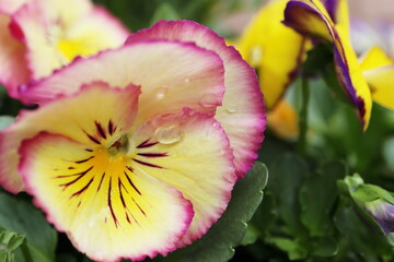 Fototapete bei efototapeten.de bestellen   