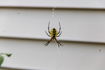 Yellow and black orb-weaver spider on web