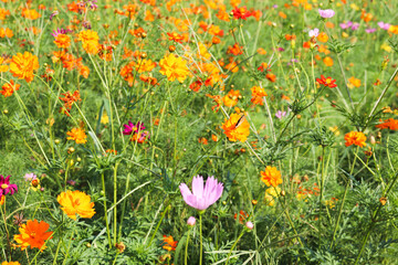 field of flowers cosmos