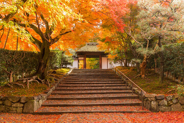 Autumn leaves in Kyoto	