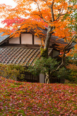 Autumn leaves in Kyoto	