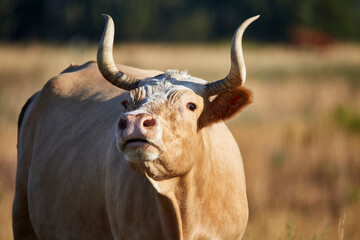 Close up of a Female Criollo Cow