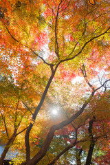 Autumn leaves in Kyoto	