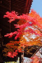 Autumn leaves in Kyoto	