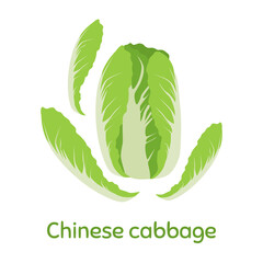 Chinese cabbage. Fresh and healthy food. Vector Illustration EPS