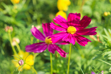 Obraz premium red and yellow flowers