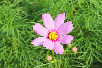 pink cosmos flower