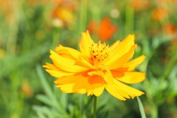 yellow flower in the garden