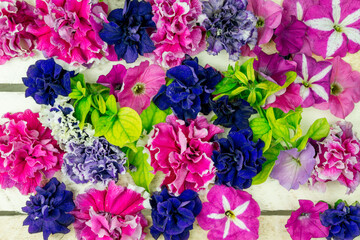 Background with purple and pink terry petunia flowers